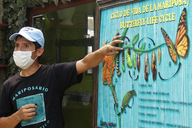 Butterfly Sanctuary & Museum Guided Tour in Puerto Vallarta - Key points to know before you go
