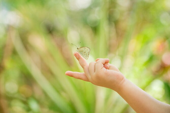 Butterfly Sanctuary & Museum Guided Tour in Puerto Vallarta - What the one-hour visit actually includes