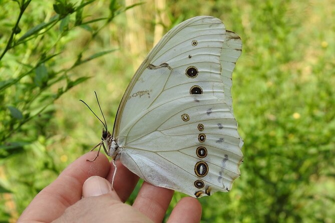 Butterfly Sanctuary & Museum Guided Tour in Puerto Vallarta - The first flight release