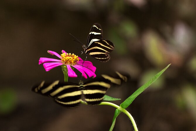 Butterfly Sanctuary & Museum Guided Tour in Puerto Vallarta - Guides who make the science easy to follow