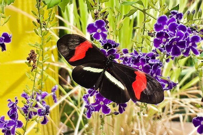 Butterfly Sanctuary & Museum Guided Tour in Puerto Vallarta - A quiet setting away from central Puerto Vallarta