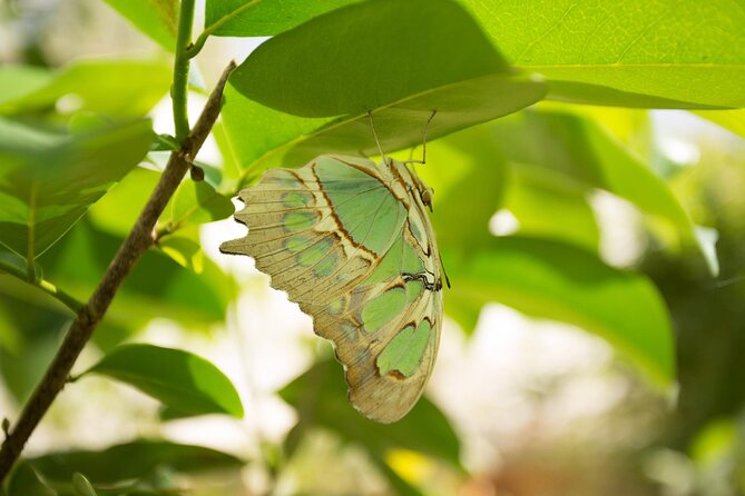 Butterfly Sanctuary & Museum Guided Tour in Puerto Vallarta - Why the $28 price can be good value
