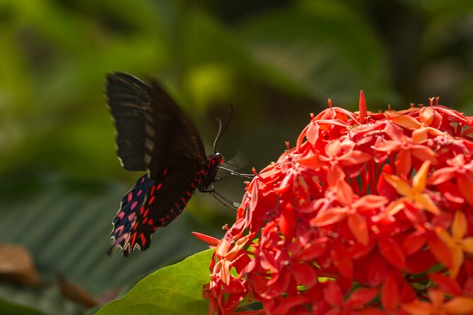 Butterfly Sanctuary & Museum Guided Tour in Puerto Vallarta - Who will enjoy this visit most