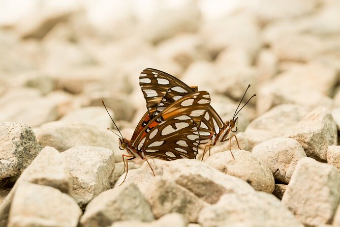 Butterfly Sanctuary & Museum Guided Tour in Puerto Vallarta - Practical ways to make the visit better