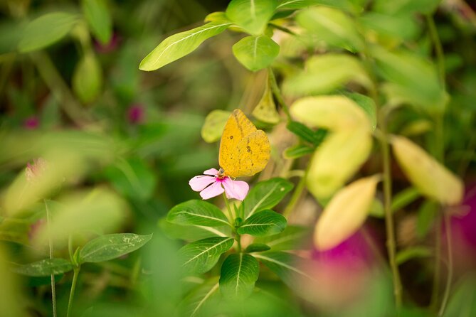Butterfly Sanctuary & Museum Guided Tour in Puerto Vallarta - Meeting native butterflies from Banderas Bay