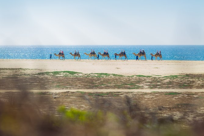 Cabo Beach Camel Ride, Mexican Buffet and Tequila Tasting - Lunch with the Pacific in front of you