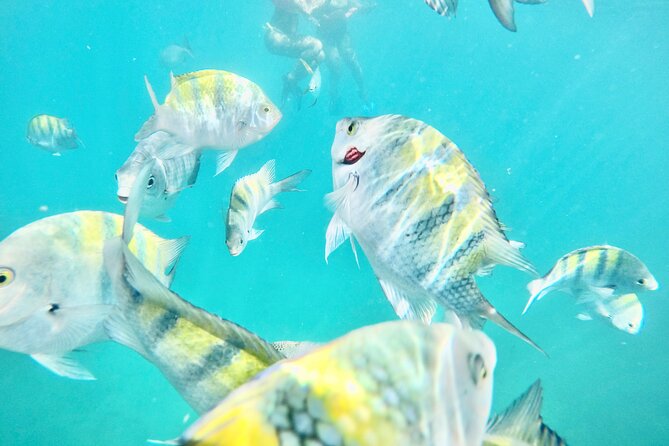 Cabo Blue Snorkeling Cruise, Open Bar and Lunch in Cabo San Lucas - Key points before you book