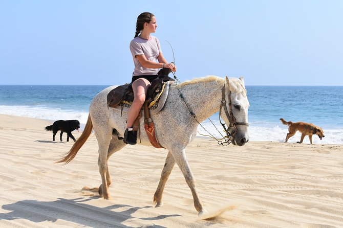 Cabo Desert Off-Road & Beach Horseback Combo and Tequila Tasting - The white-sand beach horseback ride