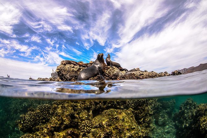 Cabo Pulmo National Park Snorkel Expedition from Cabo San Lucas - Marine life you might see