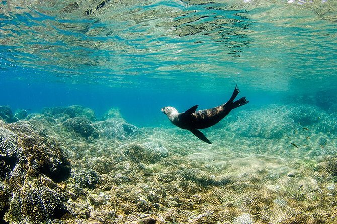 Cabo Pulmo National Park Snorkel Expedition from Cabo San Lucas - The water, weather, and physical effort