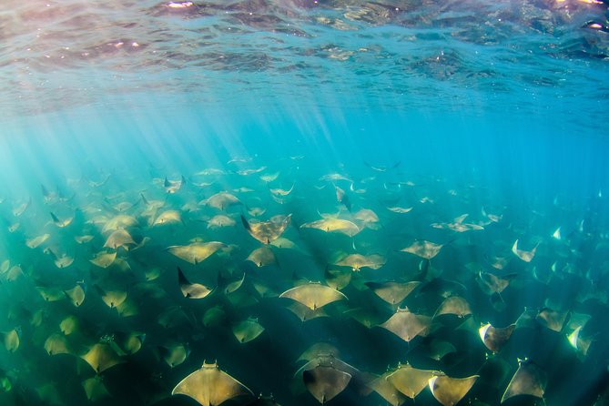 Cabo Pulmo National Park Snorkel Expedition from Cabo San Lucas - The guides and boat crew