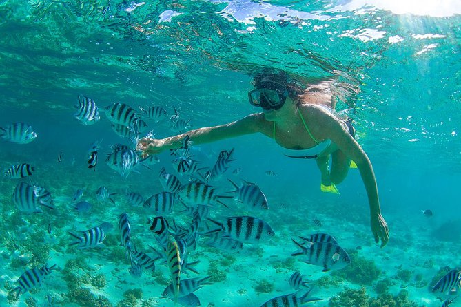 Cabo Pulmo National Park Snorkel Expedition from Cabo San Lucas - Why visiting several sites matters