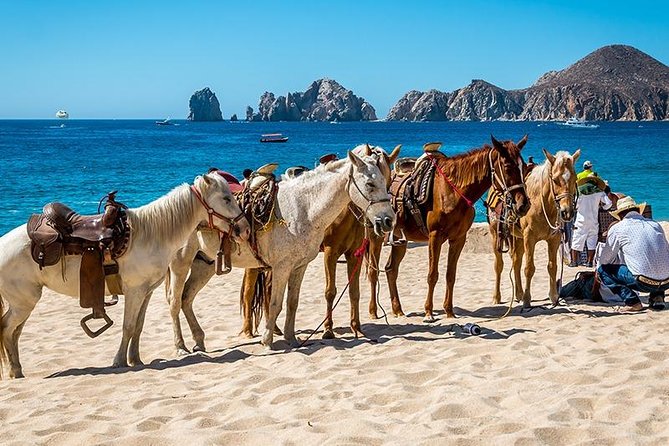 Cabo San Lucas Beach and Desert Horseback Ride - Watching whales, dolphins, and sea turtles