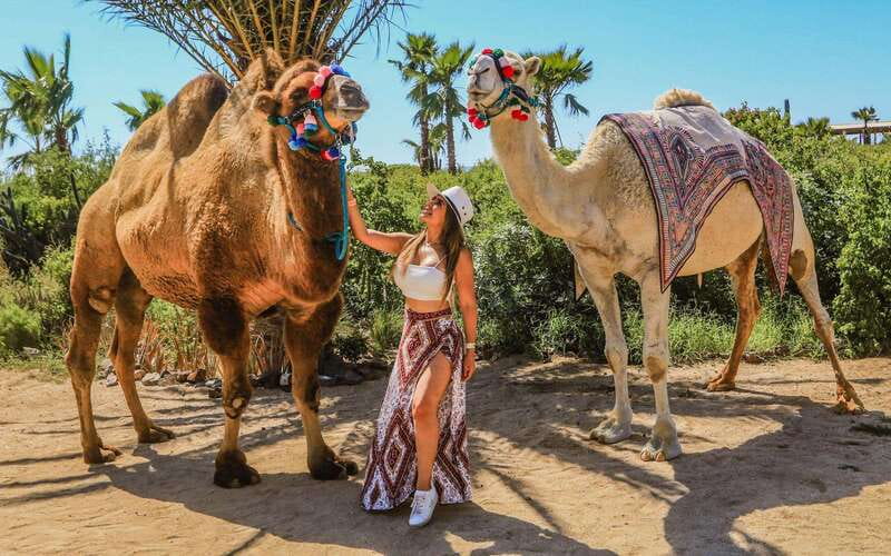 Cabo San Lucas: Camel Ride & Off-Road UTV Combo Adventure - The camel ride: a quiet start beside the ocean