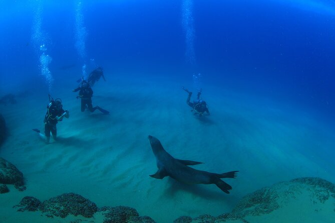Cabo San Lucas Certified 2 Tank Dive at the Famous Arch and Land's End - The true price is closer to $181 with equipment