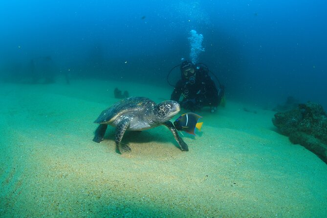 Cabo San Lucas Certified 2 Tank Dive at the Famous Arch and Land's End - What the day feels like from check-in to return
