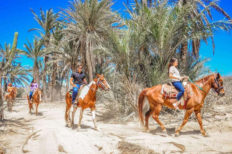 Cabo San Lucas: Horseback Riding in Migriño with Transfers - Two hours through desert trails and coastal sand