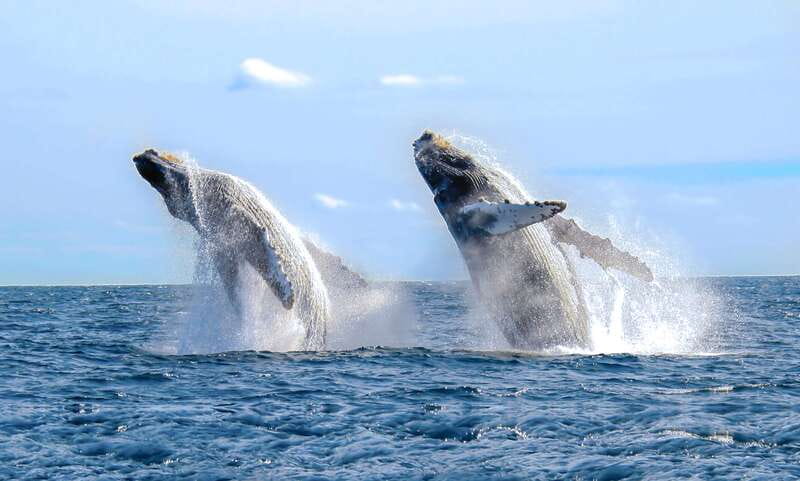 Cabo San Lucas: Luxury Catamaran Whale Watching Experience - Why the hydrophone changes the whale-watching experience