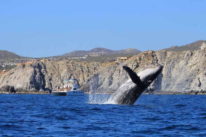Cabo San Lucas: Luxury Catamaran Whale Watching Experience - From the marina to Cabo’s famous Arch