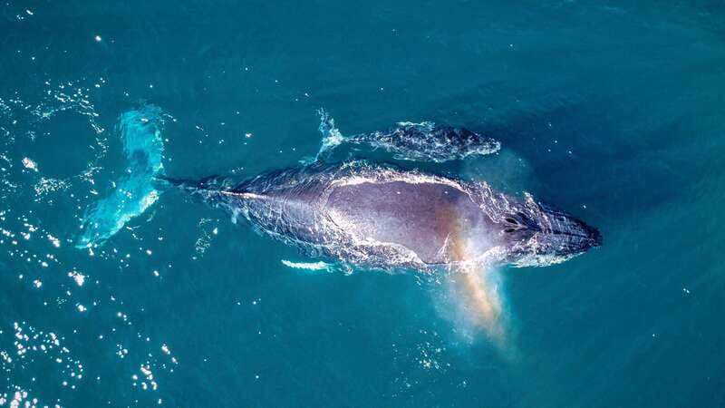 Cabo San Lucas: Luxury Catamaran Whale Watching Experience - What the 2.5-hour itinerary feels like