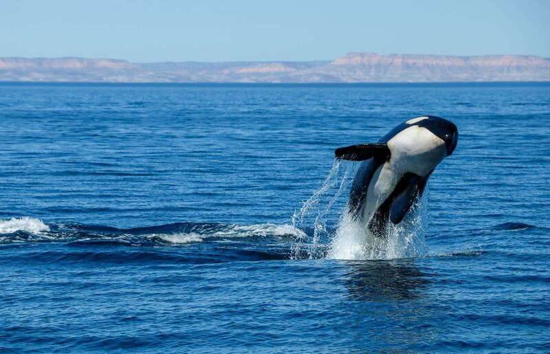 Cabo San Lucas: Luxury Catamaran Whale Watching Experience - Wildlife beyond the humpbacks