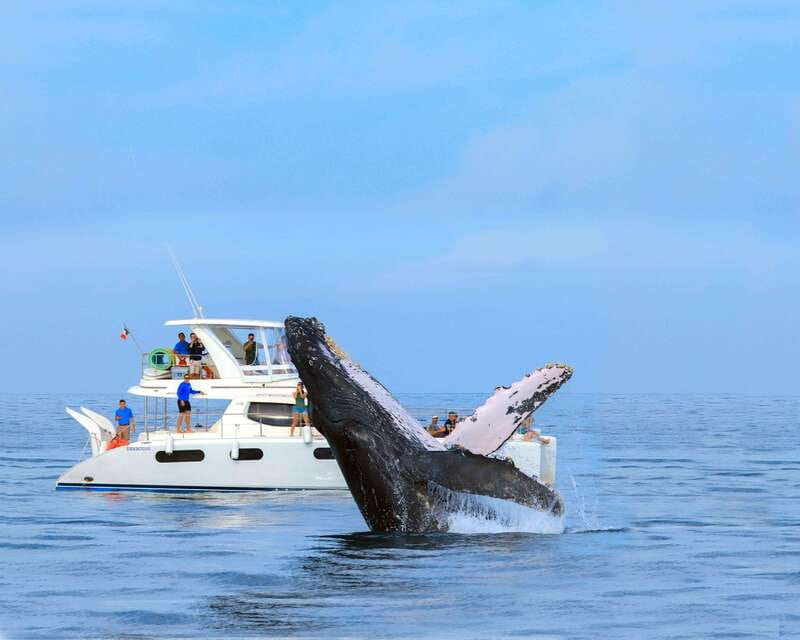 Cabo San Lucas: Luxury Catamaran Whale Watching Experience - Is $129 a fair price?