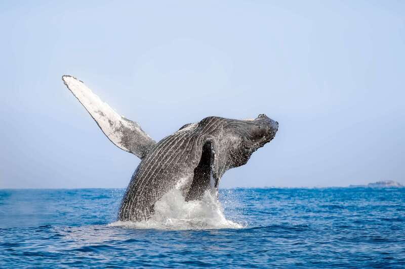 Cabo San Lucas: Luxury Catamaran Whale Watching Experience - A comfortable boat for a rough-and-ready ocean outing