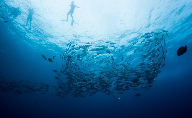 Cabo San Lucas Shopping, Tequila Tasting, and Snorkel Tour - A six-hour Cabo sampler with a party-boat finish