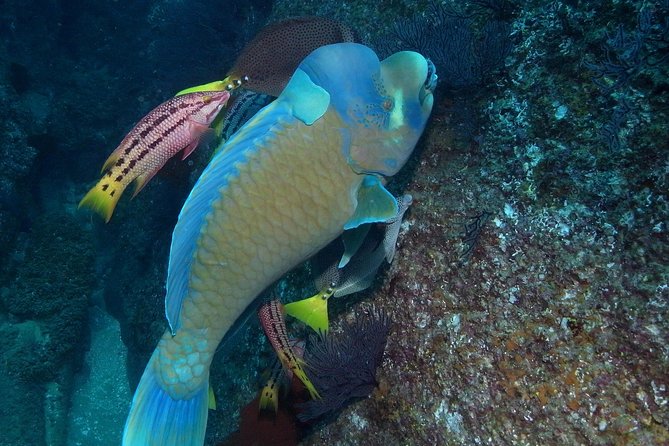 Cabo San Lucas Short Snorkeling Tour with Divemaster Guide - The short ride to Cabo’s protected bay