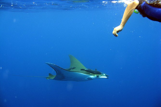 Cabo San Lucas Short Snorkeling Tour with Divemaster Guide - Snorkeling near Pelican Rock and the sandy beach