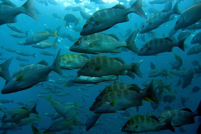 Cabo San Lucas Short Snorkeling Tour with Divemaster Guide - Sea lions, fish, and the wildlife around the rocks