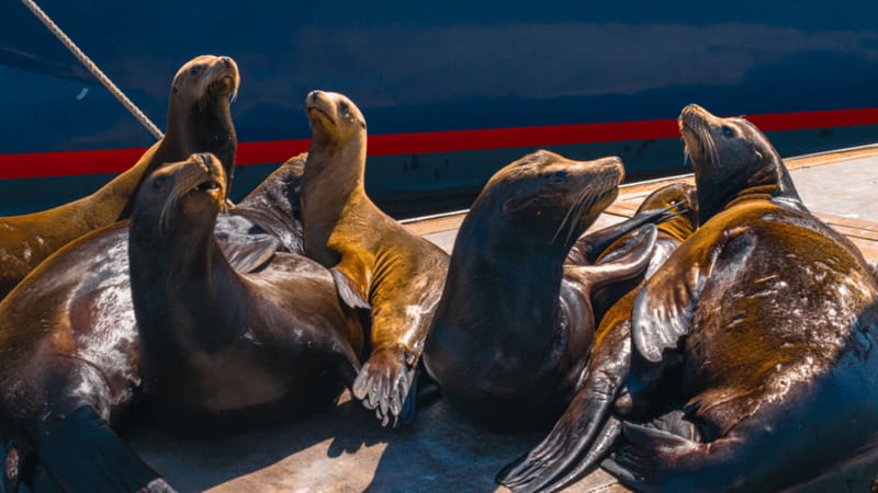 Cabo San Lucas: Tour paseo al Arco + bajada en playa - Starting at Pochos Cabos Activities