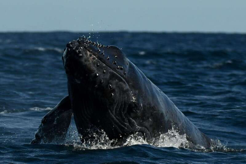 Cabo San Lucas: Up-Close Whale Watching Small-Group Tour - Should you book the Cabo Expeditions Zodiac?