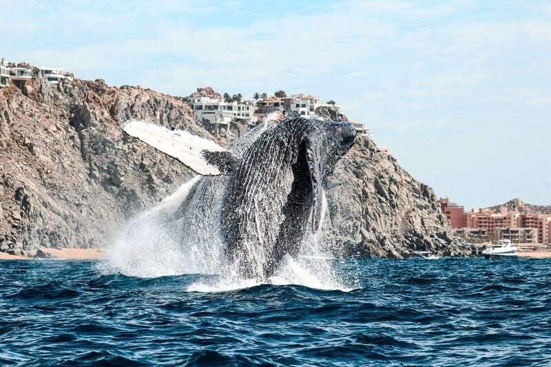 Cabo San Lucas: Up-Close Whale Watching Small-Group Tour - What the wildlife encounters can look like