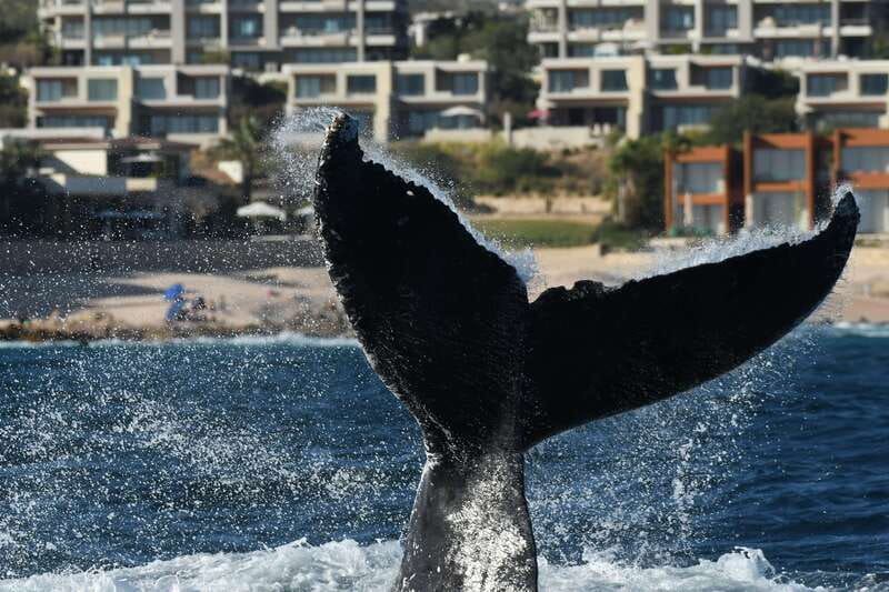Cabo San Lucas: Up-Close Whale Watching Small-Group Tour - Guides, captains, and the value of interpretation
