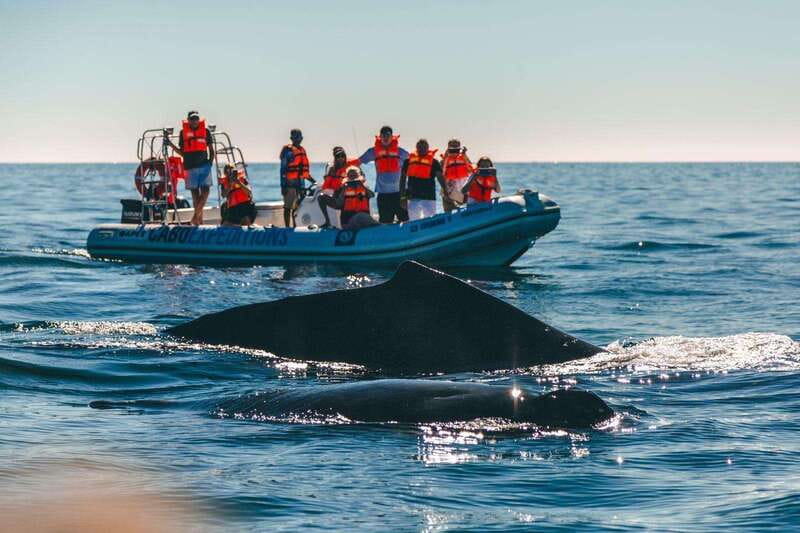 Cabo San Lucas: Up-Close Whale Watching Small-Group Tour - Comfort, clothing, and who should skip it