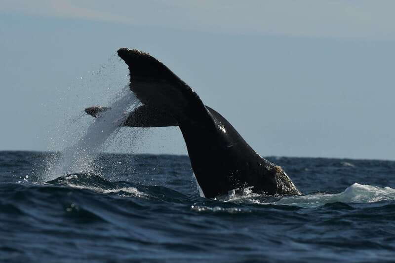 Cabo San Lucas: Up-Close Whale Watching Small-Group Tour - Is $115 a fair price?
