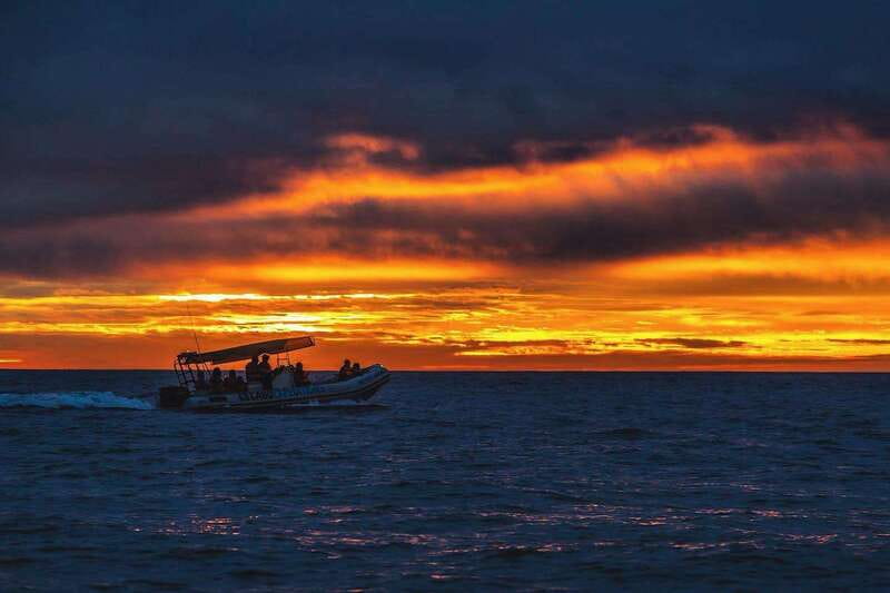Cabo San Lucas: Up-Close Whale Watching Small-Group Tour - Cancellation and booking details