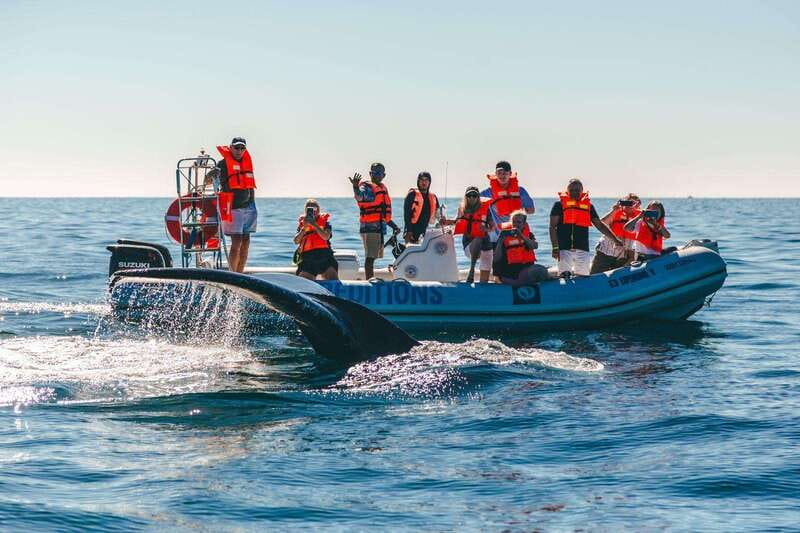 Cabo San Lucas: Up-Close Whale Watching Small-Group Tour - La Terminal de Cabo: start here, but plan carefully