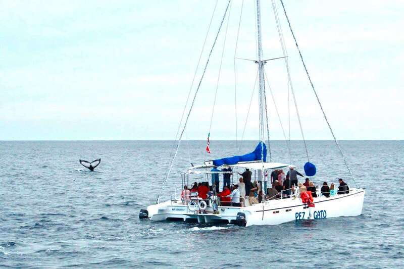 Cabo San Lucas: Whale Watching Catamaran Experience - Pickup from four Cabo areas