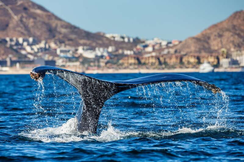 Cabo San Lucas: Whale Watching Catamaran Experience - Should you book the Pez Gato whale cruise?