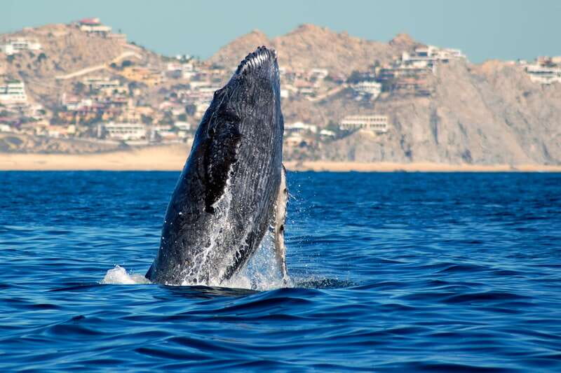 Cabo San Lucas: Whale Watching Catamaran Experience - Boarding the catamaran in Cabo San Lucas