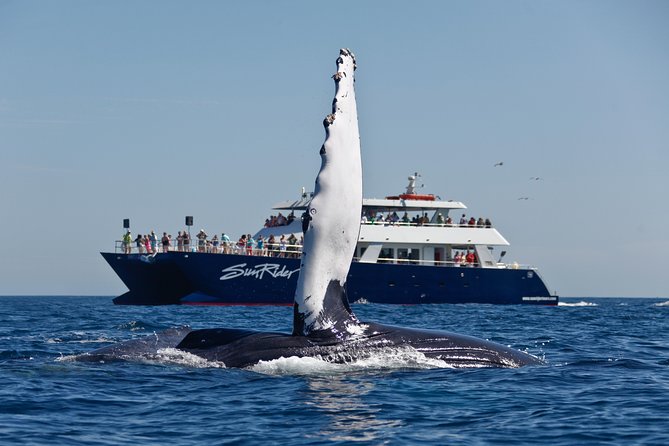 Cabo San Lucas Whale Watching Lunch Cruise - Meeting the Boat at Cabo Marina