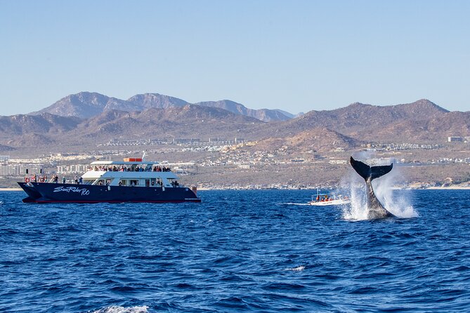 Cabo San Lucas Whale Watching Lunch Cruise - Searching the Pacific for Humpback and Gray Whales