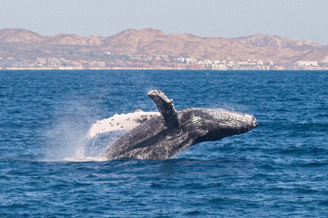 Cabo San Lucas Whale Watching Lunch Cruise - Is $115 a Fair Price?