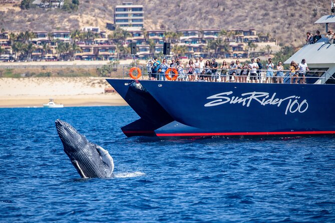 Cabo San Lucas Whale Watching Lunch Cruise - Who Will Enjoy This Cruise Most?