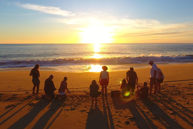 Cabo Turtle Release - Key points at a glance