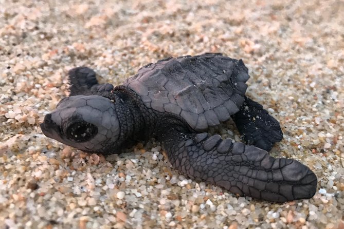 Cabo Turtle Release - Releasing the hatchlings into the Pacific