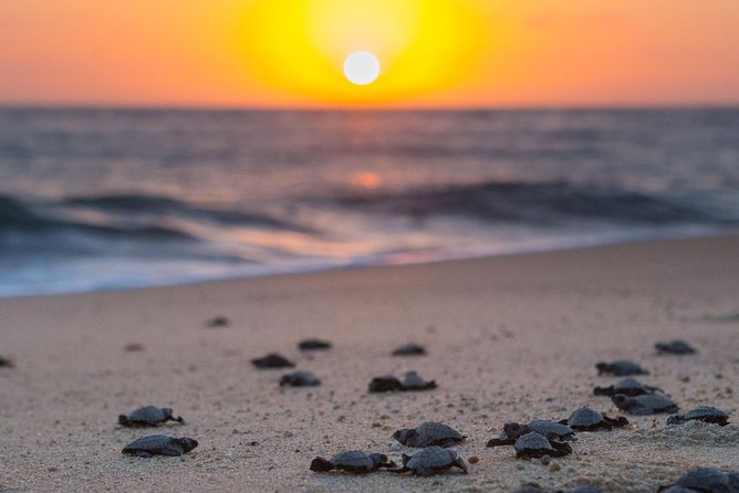 Cabo Turtle Release - Sunset on a quieter Pacific beach