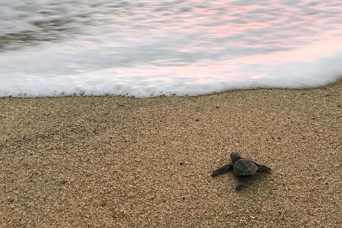 Cabo Turtle Release - A good family outing with little physical strain